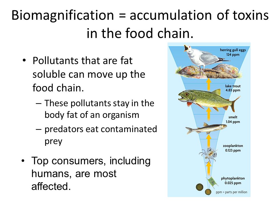 Defined: pollution in water supplies Reasons: – Waste – Medicines – Agricultural Runoff – fertilizers – pesticides Problems: – Species lost – Ecosystems harmed Indicator species give sign of ecosystems health ex: amphibians Solutions: – Manage waste