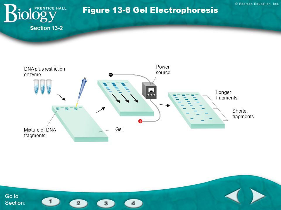 DNA plus restriction enzyme Mixture of DNA fragments Gel Power source Longer fragments Shorter fragments Section 13-2 Figure 13-6 Gel Electrophoresis Go to Section: