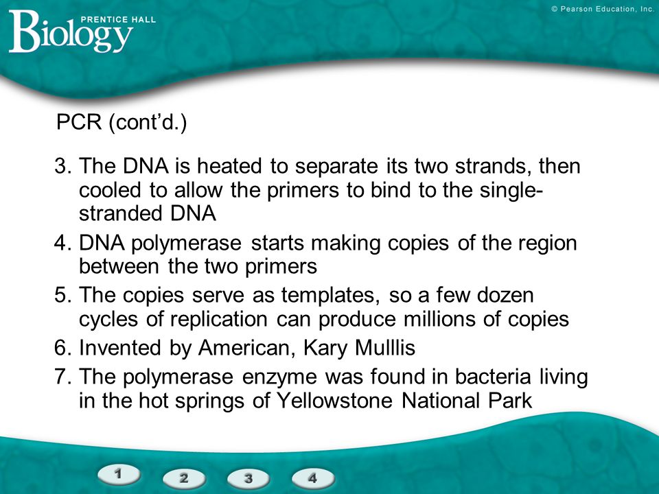 PCR (cont’d.) 3.The DNA is heated to separate its two strands, then cooled to allow the primers to bind to the single- stranded DNA 4.DNA polymerase starts making copies of the region between the two primers 5.The copies serve as templates, so a few dozen cycles of replication can produce millions of copies 6.Invented by American, Kary Mulllis 7.The polymerase enzyme was found in bacteria living in the hot springs of Yellowstone National Park
