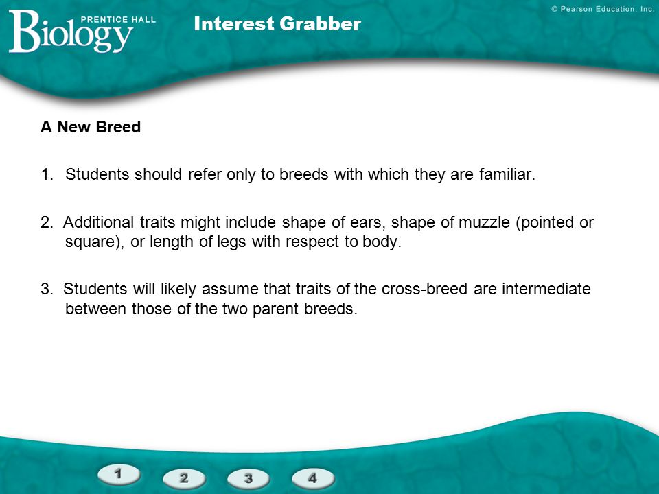 Interest Grabber A New Breed 1.Students should refer only to breeds with which they are familiar.