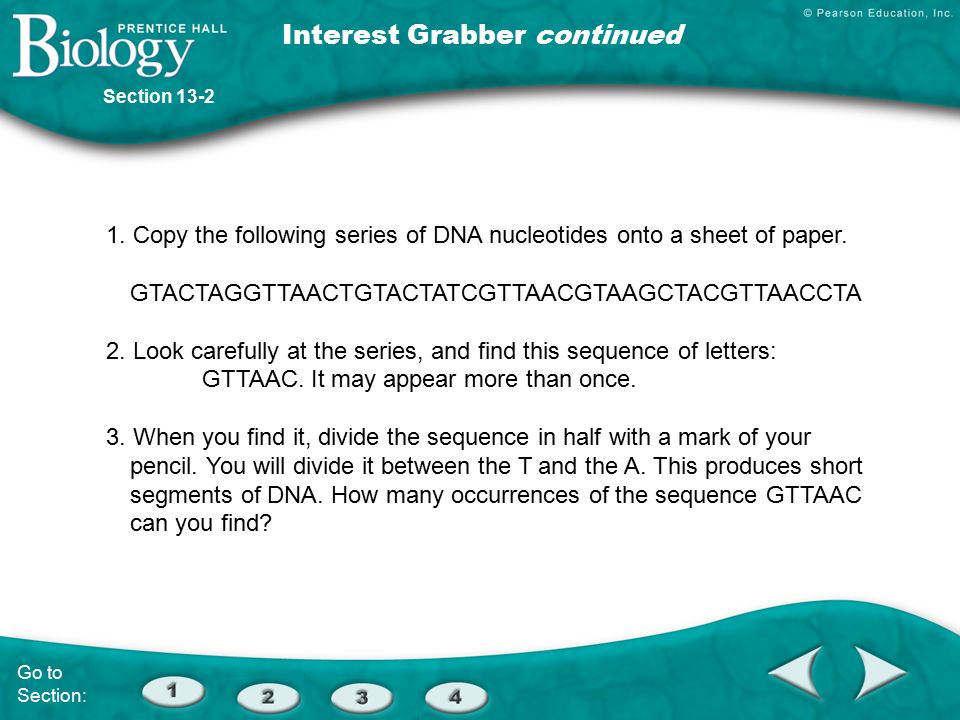 1. Copy the following series of DNA nucleotides onto a sheet of paper.