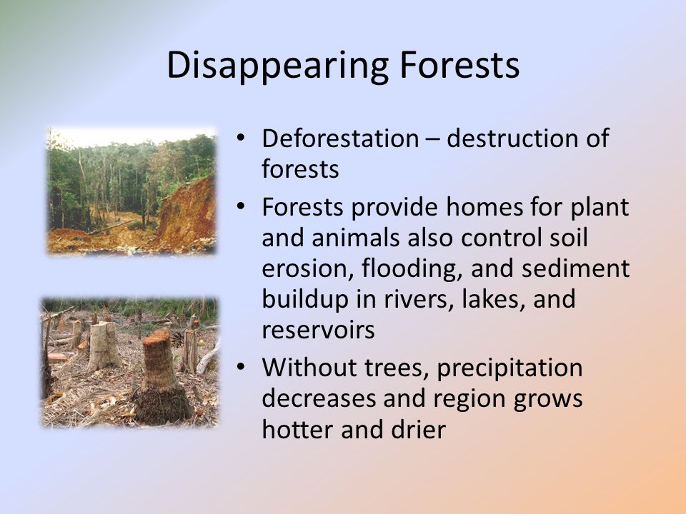 Disappearing Forests Deforestation – destruction of forests Forests provide homes for plant and animals also control soil erosion, flooding, and sediment buildup in rivers, lakes, and reservoirs Without trees, precipitation decreases and region grows hotter and drier