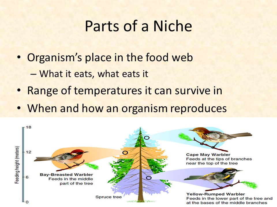 Parts of a Niche Organism’s place in the food web – What it eats, what eats it Range of temperatures it can survive in When and how an organism reproduces