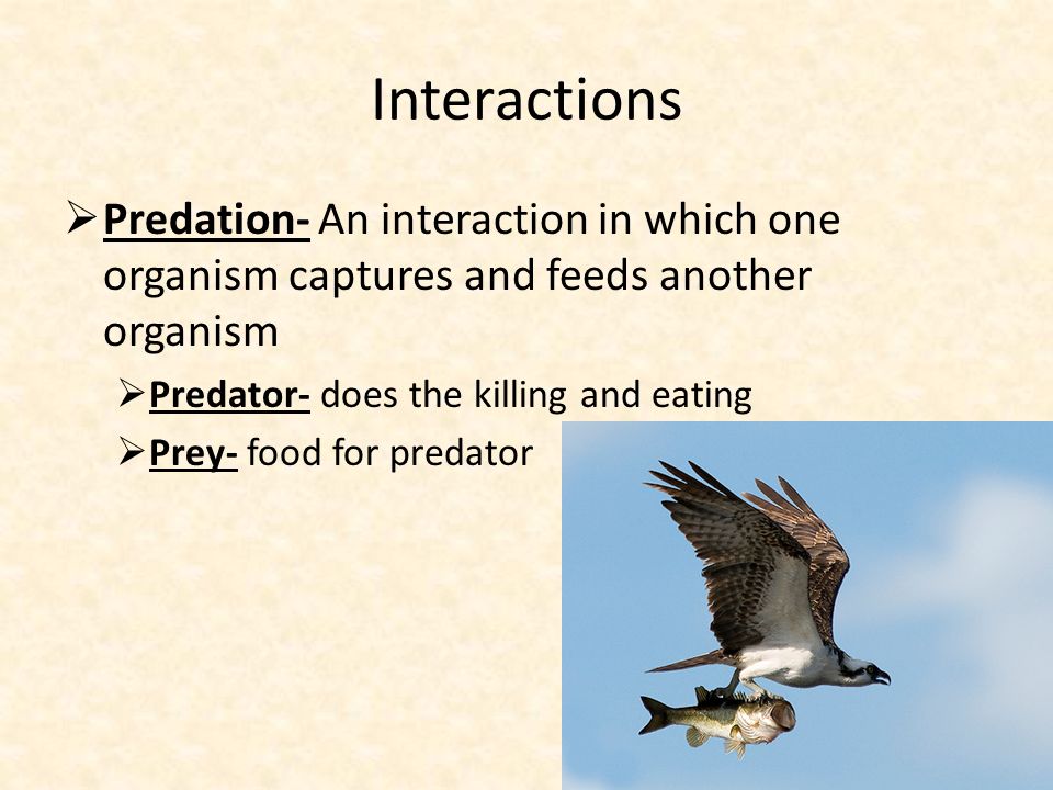 Interactions  Predation- An interaction in which one organism captures and feeds another organism  Predator- does the killing and eating  Prey- food for predator