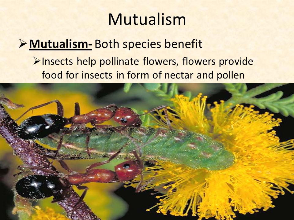 Mutualism  Mutualism- Both species benefit  Insects help pollinate flowers, flowers provide food for insects in form of nectar and pollen