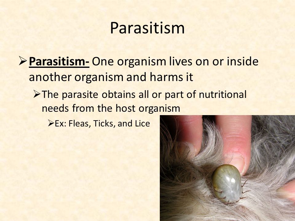 Parasitism  Parasitism- One organism lives on or inside another organism and harms it  The parasite obtains all or part of nutritional needs from the host organism  Ex: Fleas, Ticks, and Lice