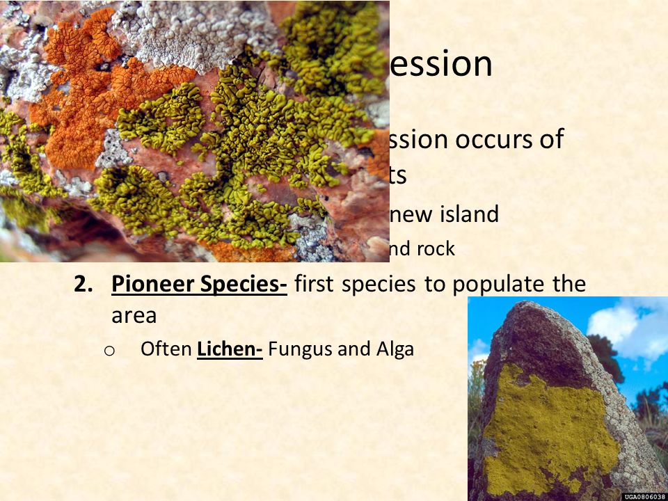 Primary Succession  Primary Succession- Succession occurs of surfaces where no soil exists 1.Volcanic eruption builds a new island o Start with no soil, just ash and rock 2.Pioneer Species- first species to populate the area o Often Lichen- Fungus and Alga