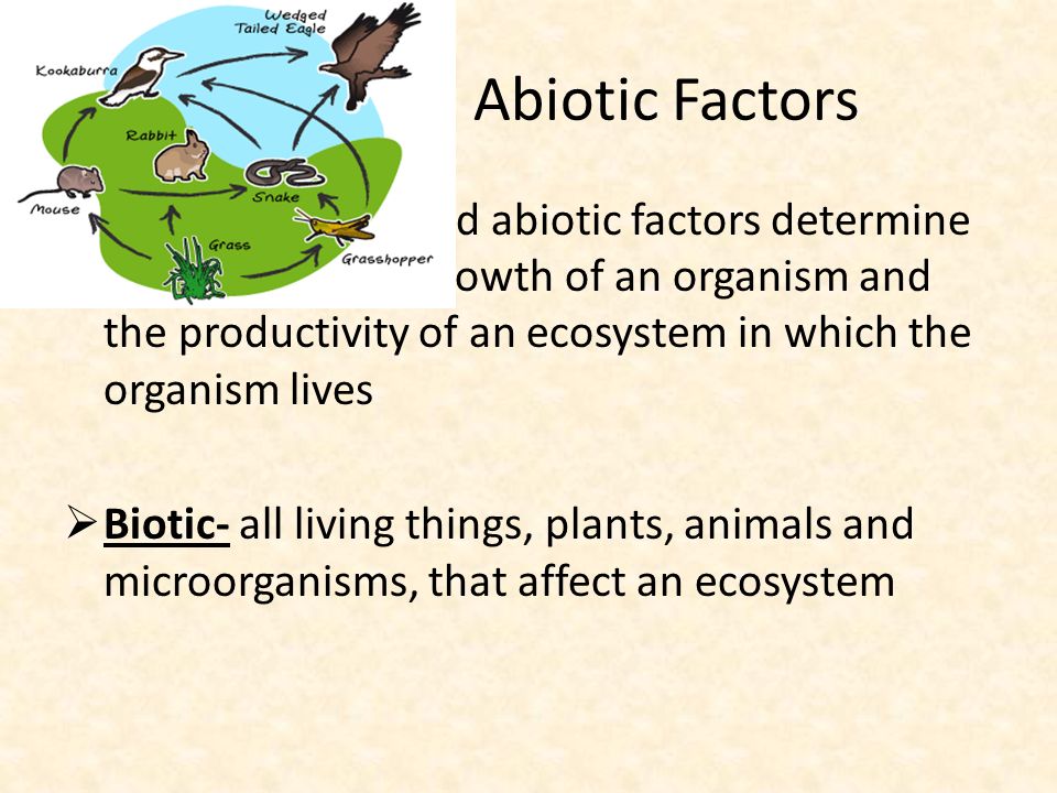 Biotic and Abiotic Factors Together, biotic and abiotic factors determine the survival and growth of an organism and the productivity of an ecosystem in which the organism lives  Biotic- all living things, plants, animals and microorganisms, that affect an ecosystem