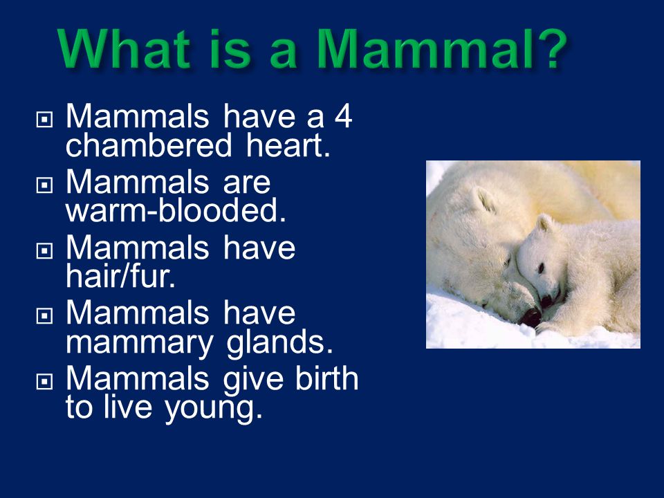 MARINE MAMMALS.  Mammals have a 4 chambered heart.  Mammals are warm- blooded.  Mammals have hair/fur.  Mammals have mammary glands.  Mammals  give. - ppt download