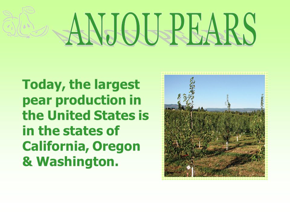 Today, the largest pear production in the United States is in the states of California, Oregon & Washington.