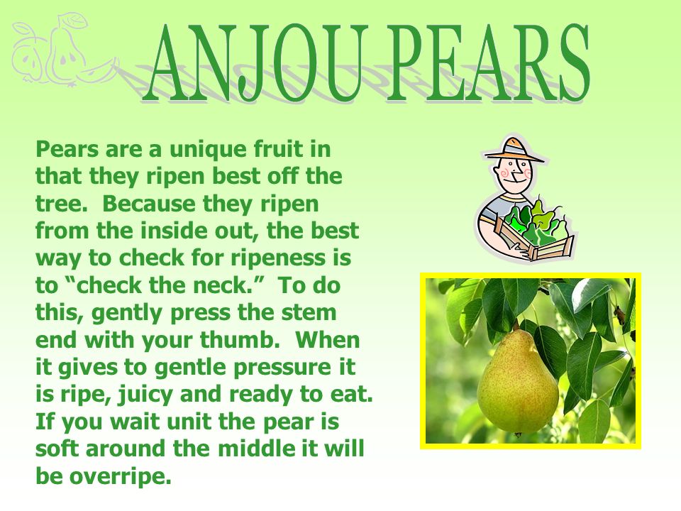 Pears are a unique fruit in that they ripen best off the tree.