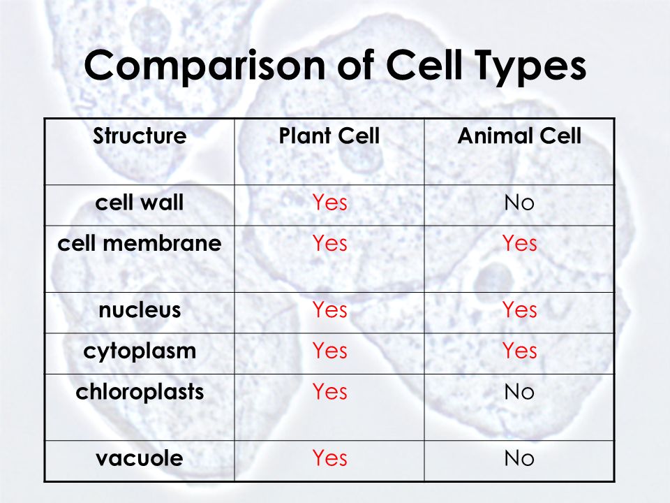 Section 1 Introduction to Cells. Animal Cell nucleus cell membrane  cytoplasm. - ppt download
