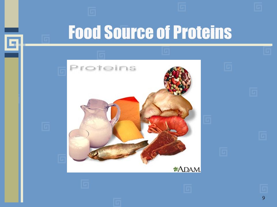 Food Source of Proteins 9