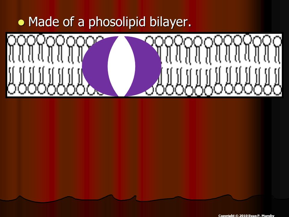 Made of a phosolipid bilayer. Made of a phosolipid bilayer. Copyright © 2010 Ryan P. Murphy