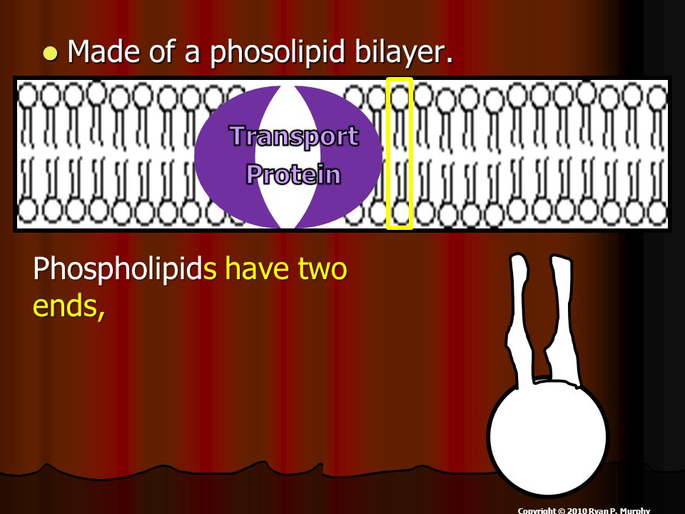 Made of a phosolipid bilayer. Made of a phosolipid bilayer.