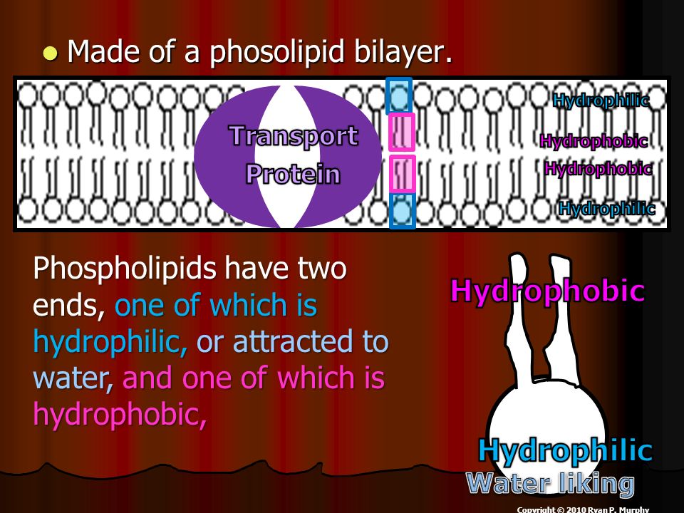 Made of a phosolipid bilayer. Made of a phosolipid bilayer.