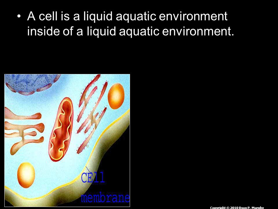 A cell is a liquid aquatic environment inside of a liquid aquatic environment.