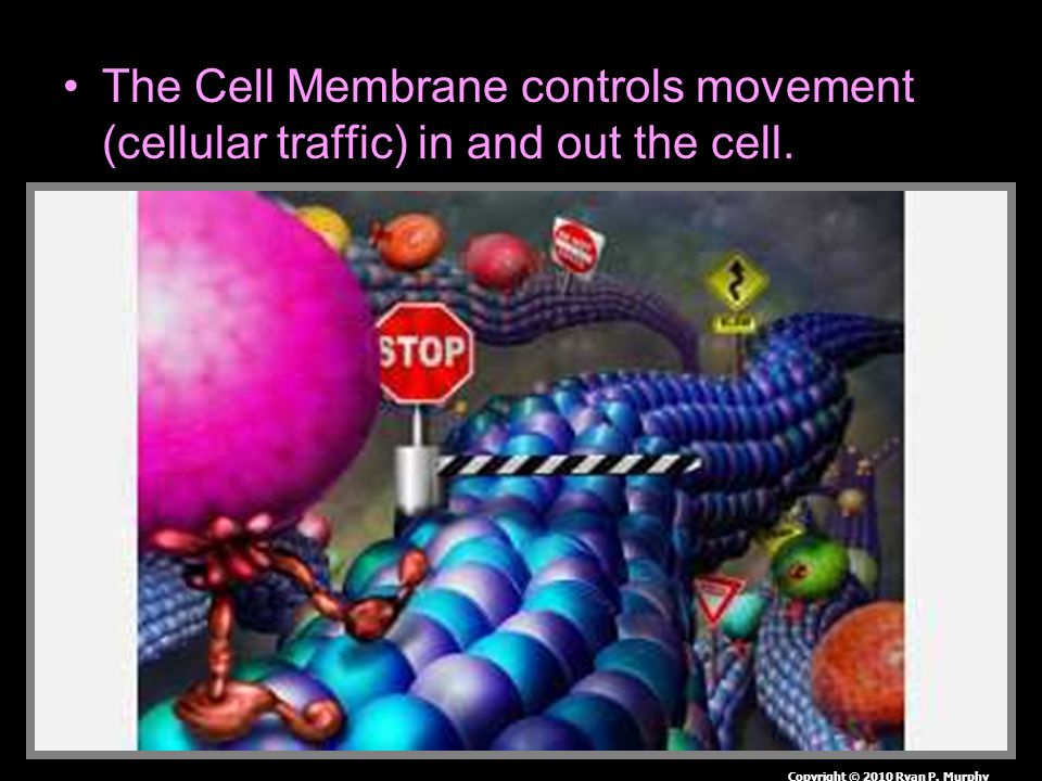 The Cell Membrane controls movement (cellular traffic) in and out the cell.