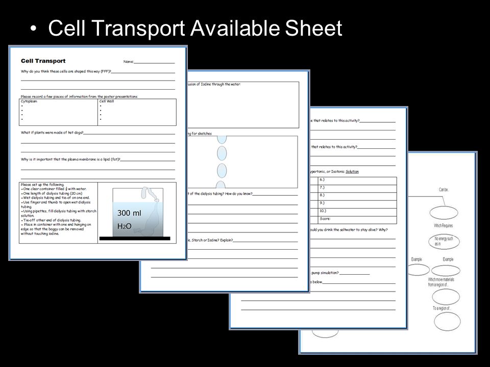 Cell Transport Available Sheet