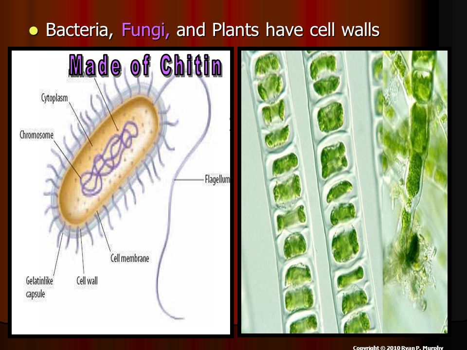 Bacteria, Fungi, and Plants have cell walls Bacteria, Fungi, and Plants have cell walls Copyright © 2010 Ryan P.
