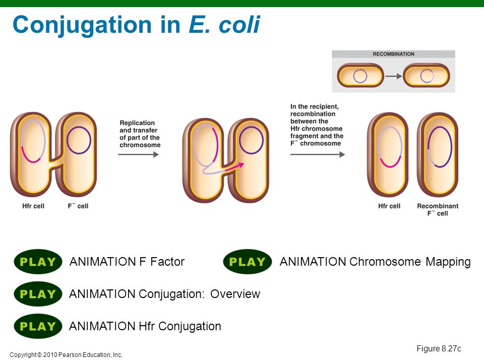 Copyright © 2010 Pearson Education, Inc. Lectures prepared by Christine L.  Case Chapter 8 Microbial Genetics. - ppt download