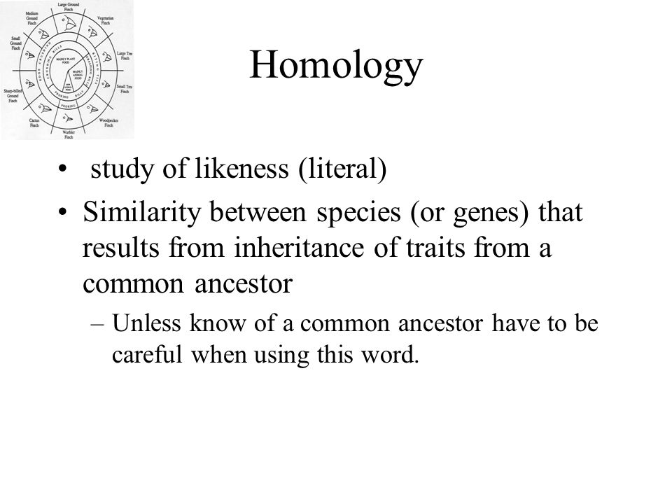 Homology study of likeness (literal) Similarity between species (or genes) that results from inheritance of traits from a common ancestor –Unless know of a common ancestor have to be careful when using this word.