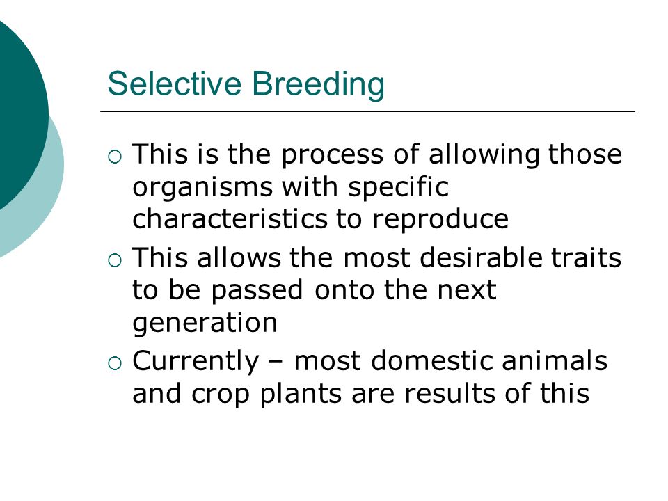 Selective Breeding  This is the process of allowing those organisms with specific characteristics to reproduce  This allows the most desirable traits to be passed onto the next generation  Currently – most domestic animals and crop plants are results of this