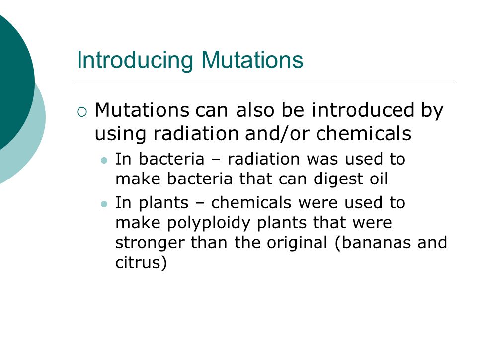 Introducing Mutations  Mutations can also be introduced by using radiation and/or chemicals In bacteria – radiation was used to make bacteria that can digest oil In plants – chemicals were used to make polyploidy plants that were stronger than the original (bananas and citrus)