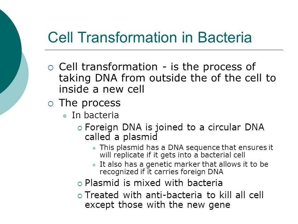 Cell Transformation in Bacteria  Cell transformation - is the process of taking DNA from outside the of the cell to inside a new cell  The process In bacteria  Foreign DNA is joined to a circular DNA called a plasmid This plasmid has a DNA sequence that ensures it will replicate if it gets into a bacterial cell It also has a genetic marker that allows it to be recognized if it carries foreign DNA  Plasmid is mixed with bacteria  Treated with anti-bacteria to kill all cell except those with the new gene