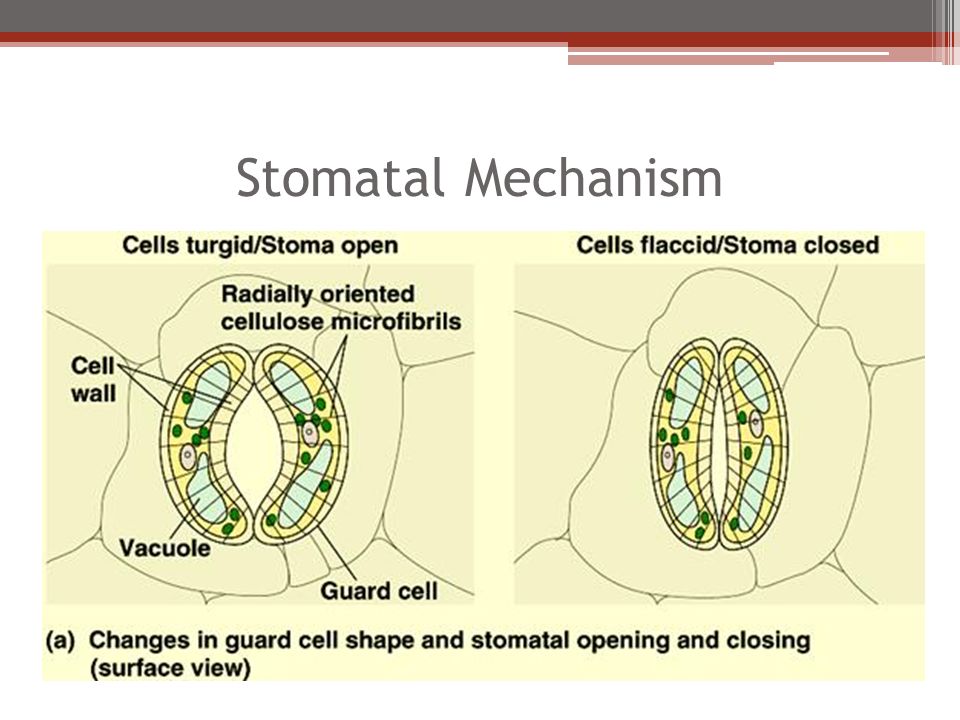 Transpiration. Stomatal Mechanism Stomata Stomatal Mechanism pores or gaps  in the lower epidermis through which gaseous exchange and water loss take.  - ppt download