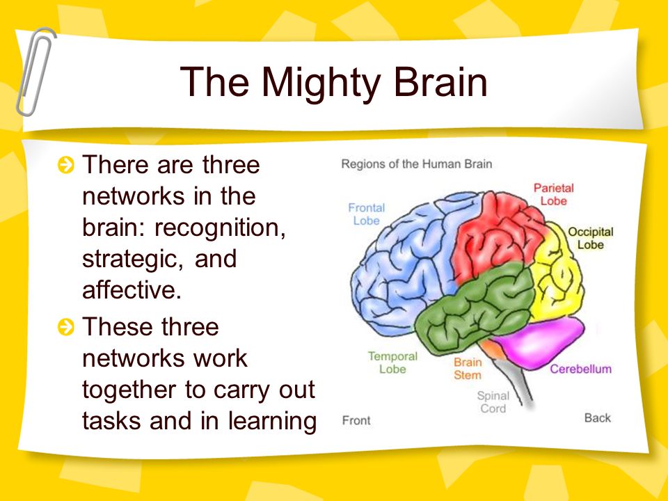 The Mighty Brain There are three networks in the brain: recognition, strategic, and affective.