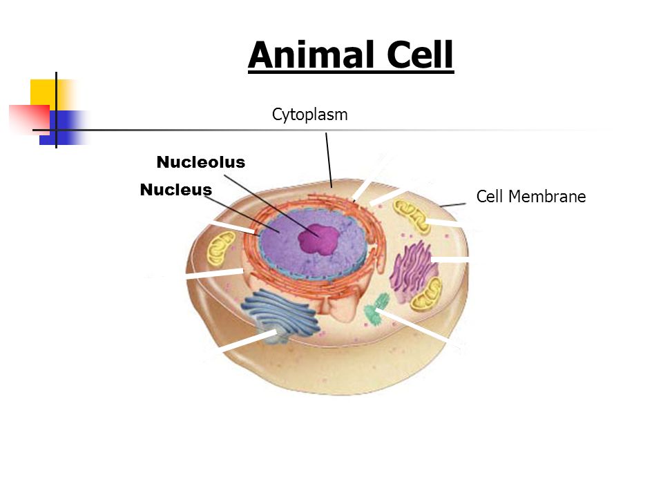 Cell Structures, Functions and Transport. Section 7-2 Figure 7-5 Plant and Animal  Cells Go to Section: Animal Cell Nucleus Nucleolus Cell Membrane Cytoplasm.  - ppt download