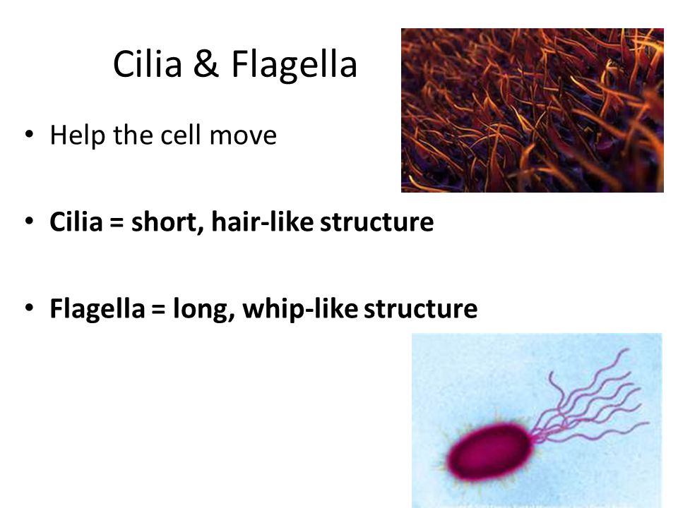 Cell Organelles Pages Organelles Structures Inside Of Cells