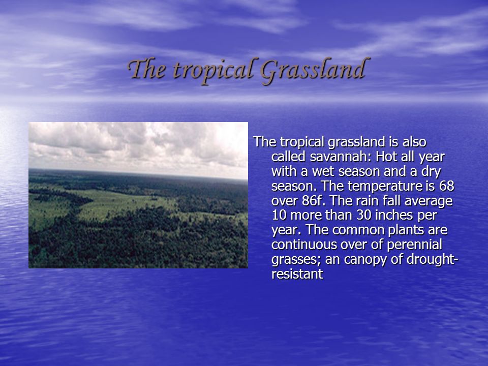 The temperature grassland The temperature grassland is also called prairies, plaint, pampas, steppes, or veld.