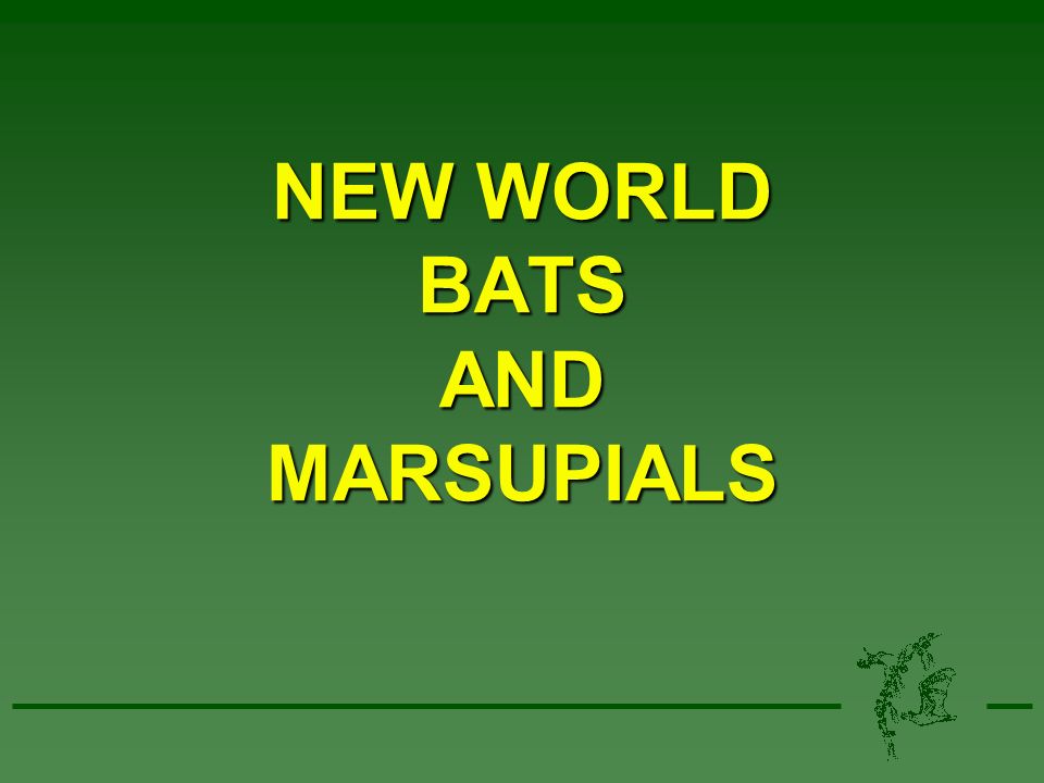 NEW WORLD BATS AND MARSUPIALS