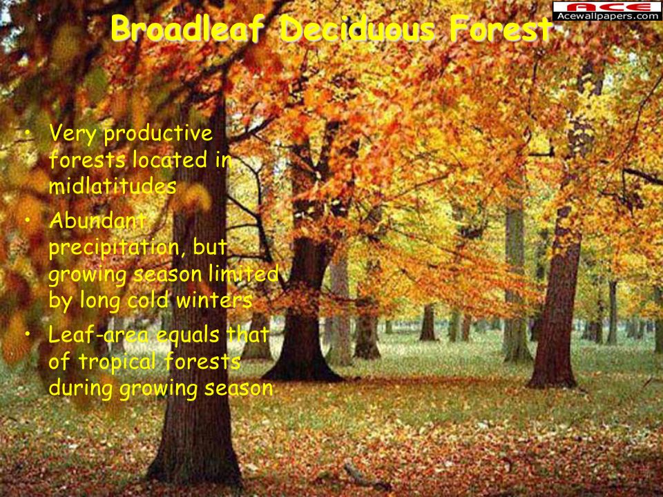 broadleaf deciduous forest