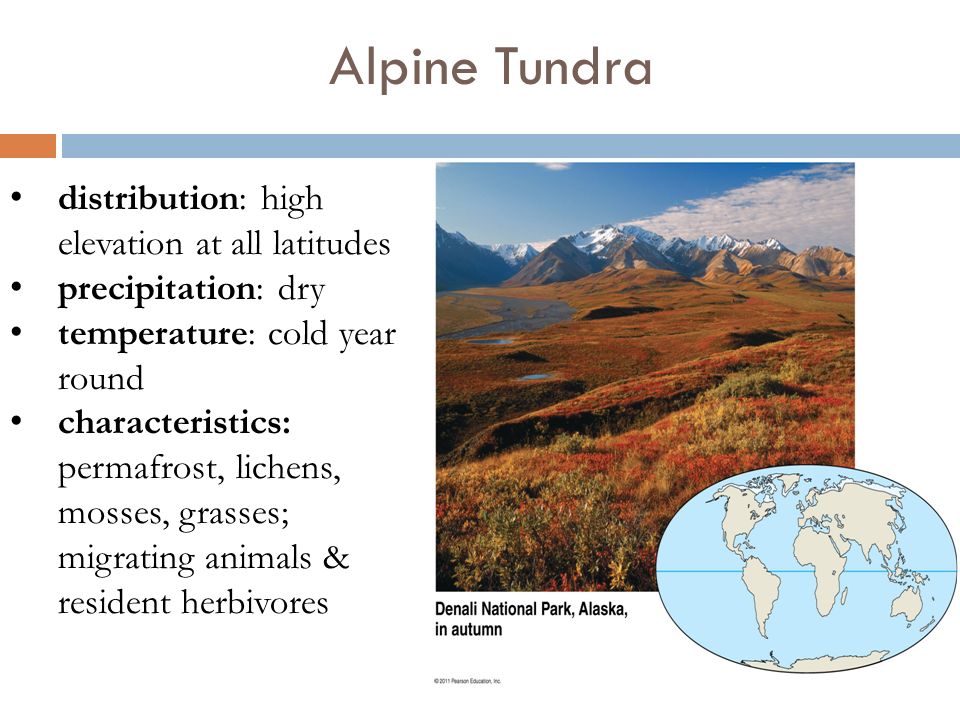 Alpine Tundra distribution: high elevation at all latitudes precipitation: dry temperature: cold year round characteristics: permafrost, lichens, mosses, grasses; migrating animals & resident herbivores