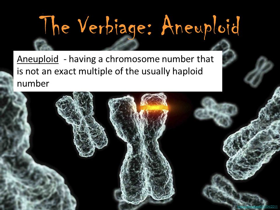 Image Accessed 01/04/2011 The Verbiage: Aneuploid Aneuploid - having a chromosome number that is not an exact multiple of the usually haploid number
