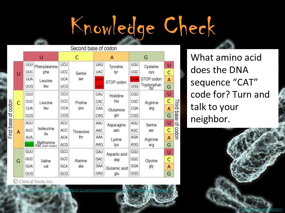 Image Accessed 01/04/2011 Knowledge Check What amino acid does the DNA sequence CAT code for.