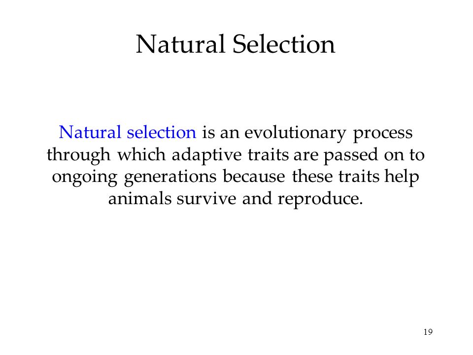 19 Natural Selection Natural selection is an evolutionary process through which adaptive traits are passed on to ongoing generations because these traits help animals survive and reproduce.