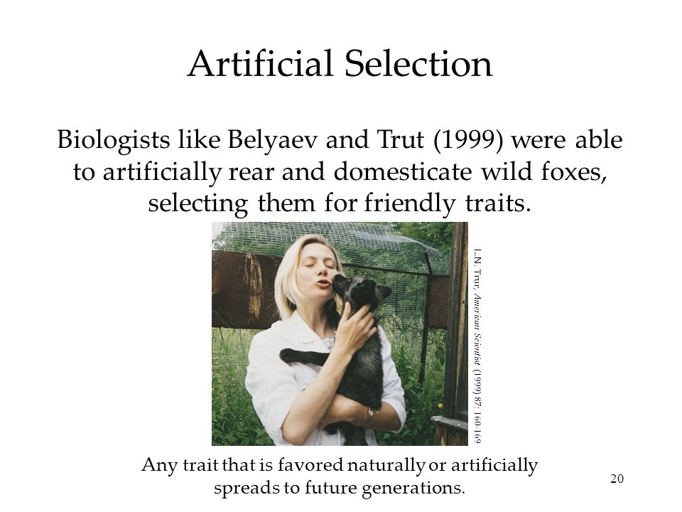 20 Artificial Selection Biologists like Belyaev and Trut (1999) were able to artificially rear and domesticate wild foxes, selecting them for friendly traits.