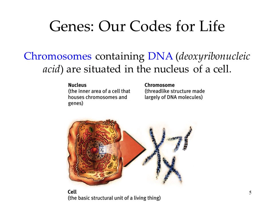 5 Genes: Our Codes for Life Chromosomes containing DNA (deoxyribonucleic acid) are situated in the nucleus of a cell.