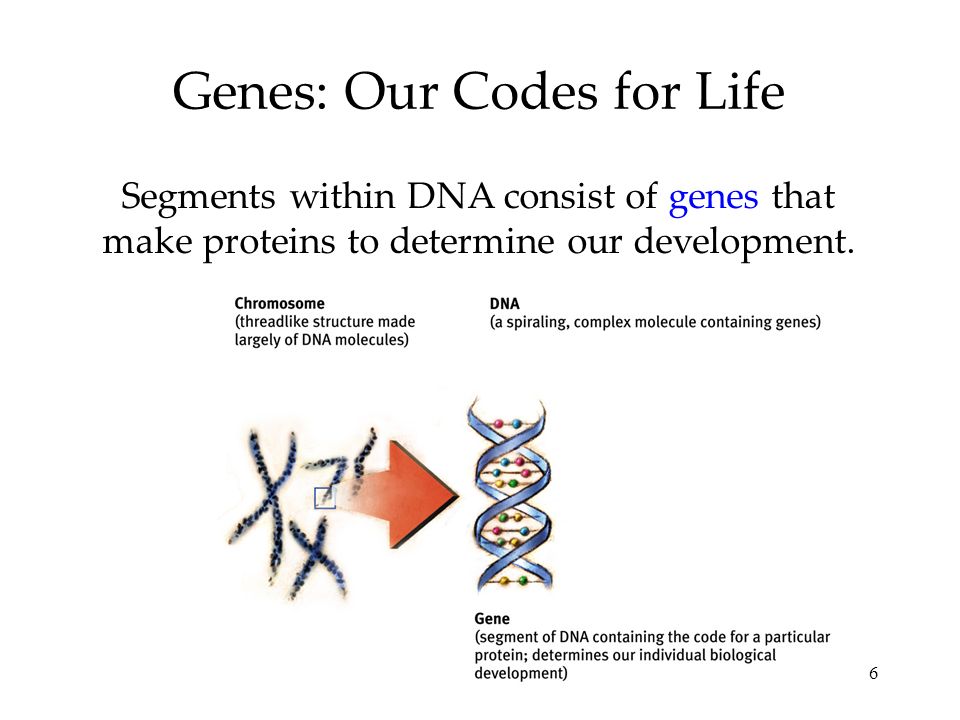 6 Genes: Our Codes for Life Segments within DNA consist of genes that make proteins to determine our development.