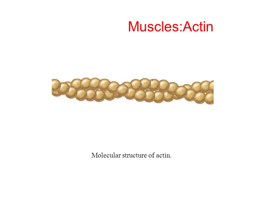 Muscles:Actin Molecular structure of actin.