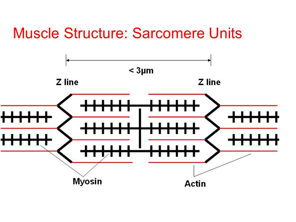 Muscle Structure: Sarcomere Units