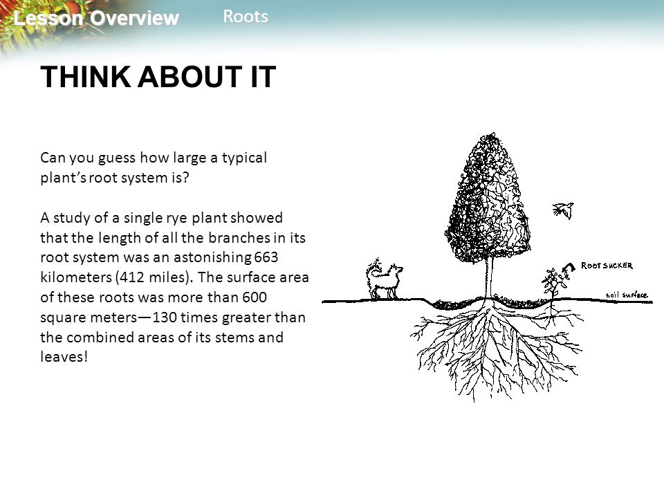 Lesson Overview Lesson OverviewRoots THINK ABOUT IT Can you guess how large a typical plant’s root system is.