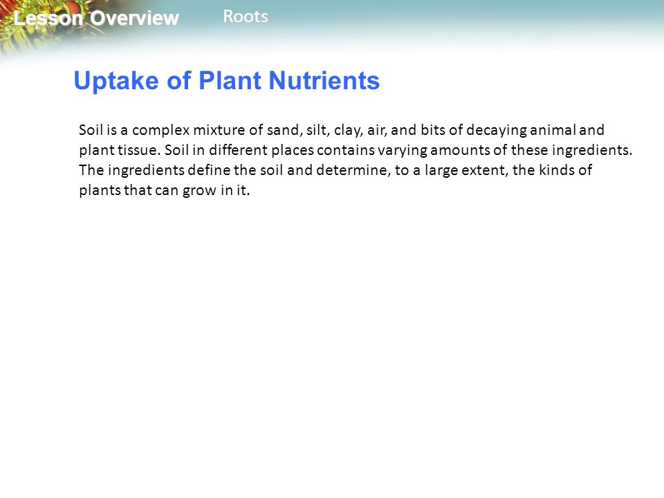 Lesson Overview Lesson OverviewRoots Uptake of Plant Nutrients Soil is a complex mixture of sand, silt, clay, air, and bits of decaying animal and plant tissue.