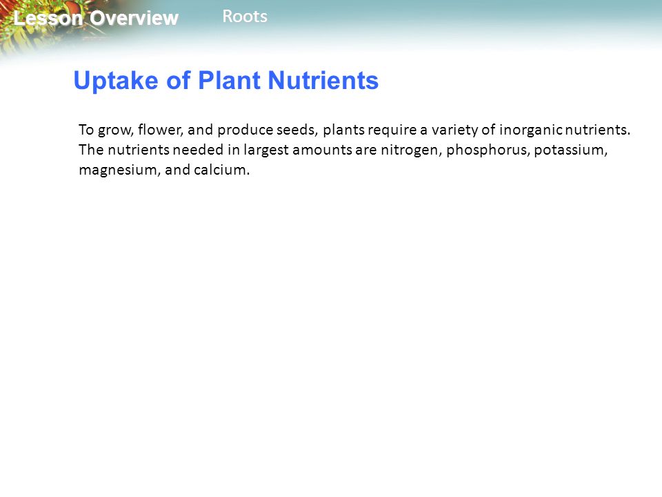 Lesson Overview Lesson OverviewRoots Uptake of Plant Nutrients To grow, flower, and produce seeds, plants require a variety of inorganic nutrients.