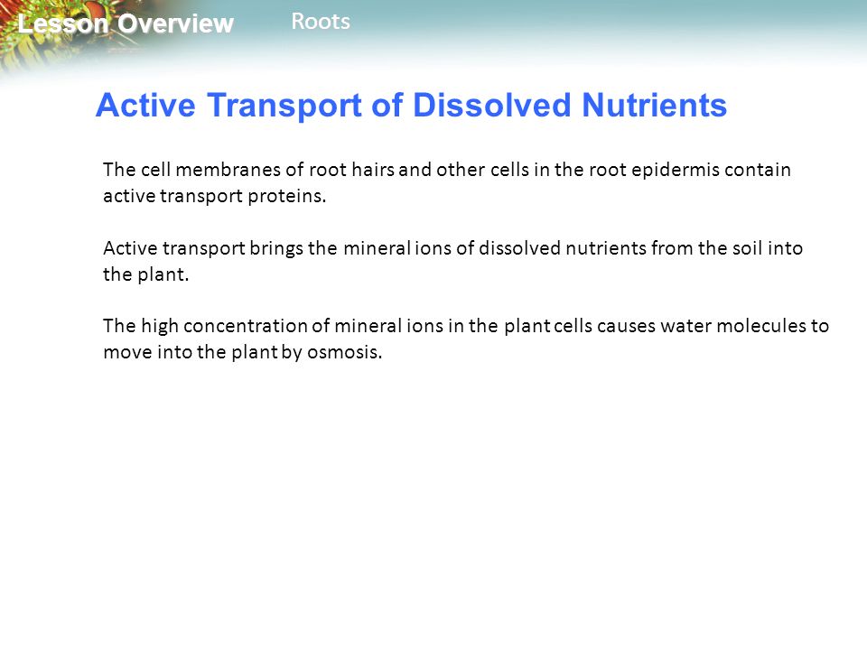 Lesson Overview Lesson OverviewRoots Active Transport of Dissolved Nutrients The cell membranes of root hairs and other cells in the root epidermis contain active transport proteins.