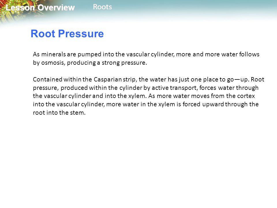 Lesson Overview Lesson OverviewRoots Root Pressure As minerals are pumped into the vascular cylinder, more and more water follows by osmosis, producing a strong pressure.